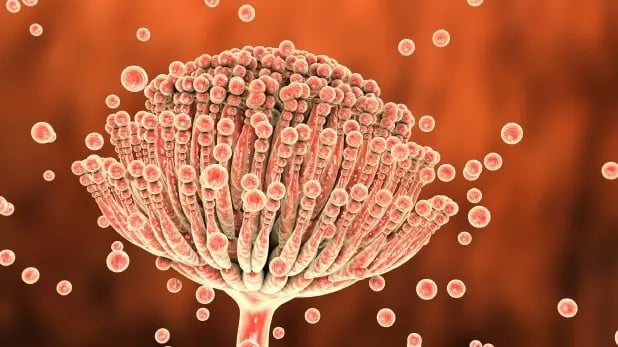  Whether it is best to provoke patients mycotoxins before urine test 