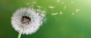 IgE Blog Banner-1-1