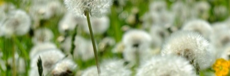 IgE Webinar Banner-1-1