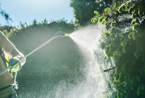 Yard worker spraying dangerous pesticides over plants