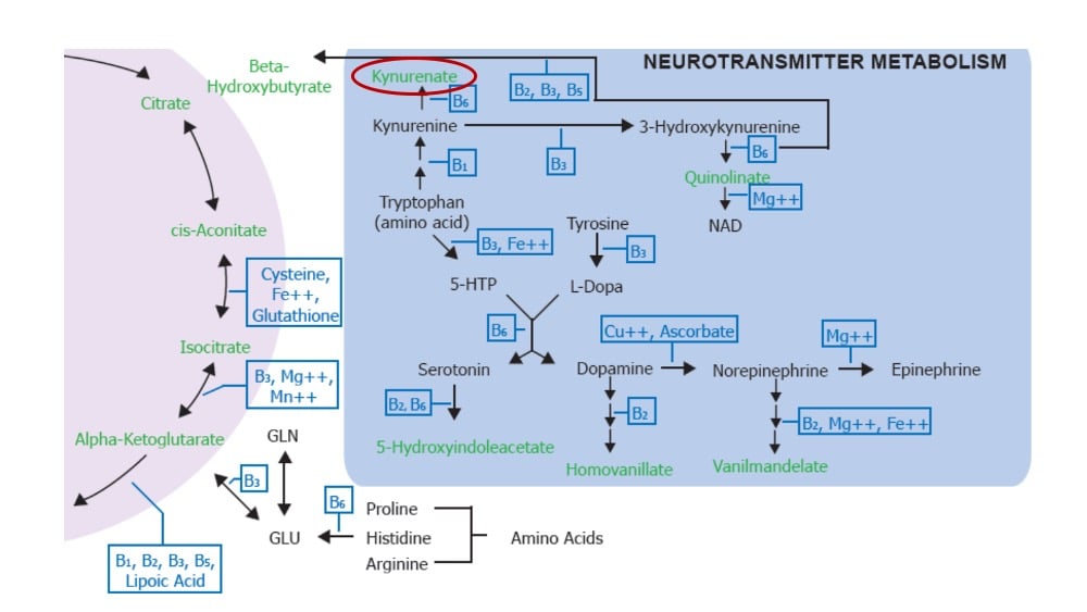 Neurotransmitter Chart