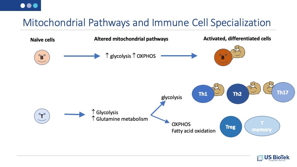 Mitochondrial Pathways and Immune Cell Specialization