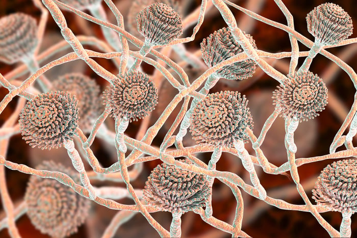 Mycotoxins-1