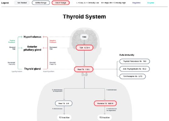 Thyroid System