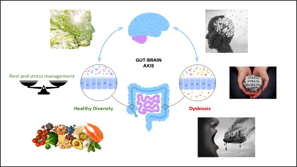 Diagram showing Gut-Brain Axis and the effects they have on each other.