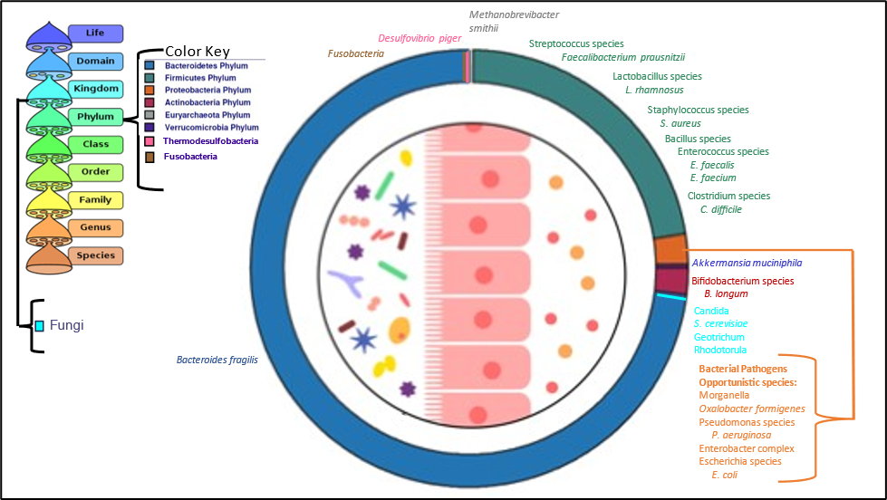 A diagram of types of bacteria in your gut microbiome