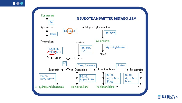 neurotransmitter metabolism