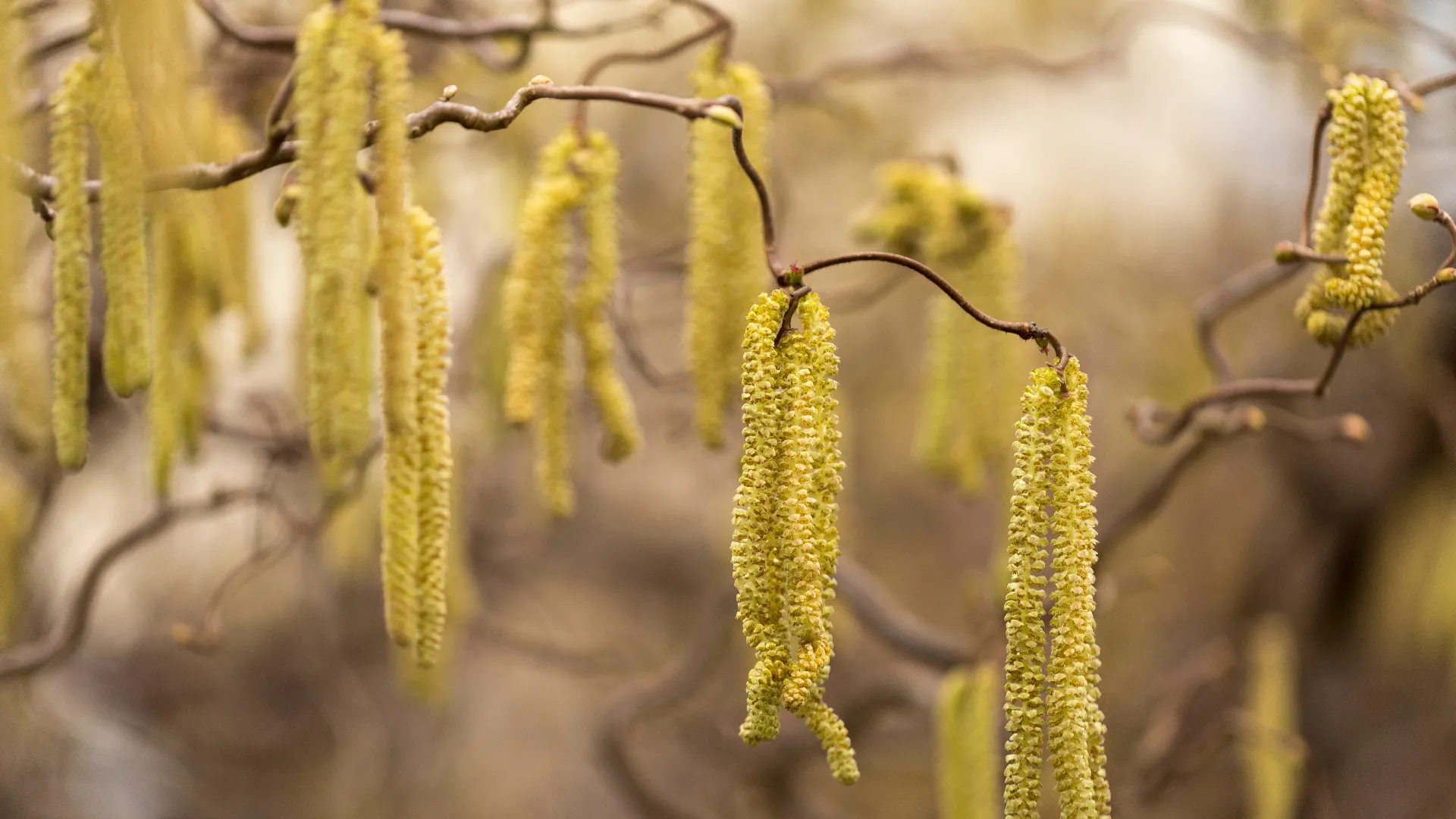 Catkins of a Corylus avellana plant in spring