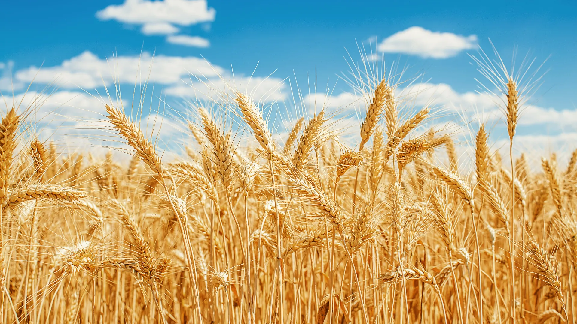 Wheat Field in Sun
