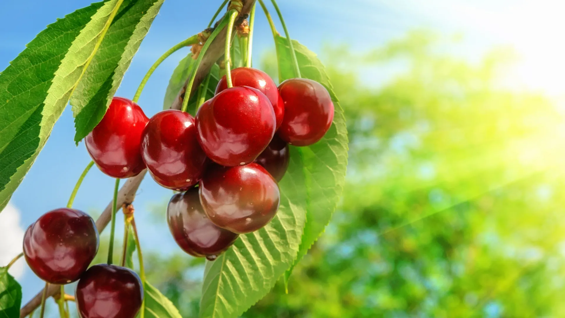 Cherries in the Sun