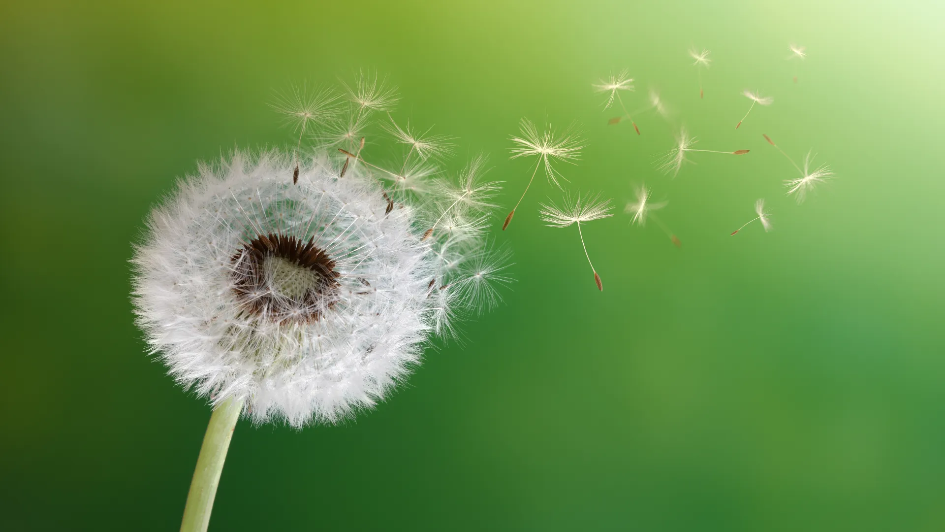 Dandelion Floating in the Breeze