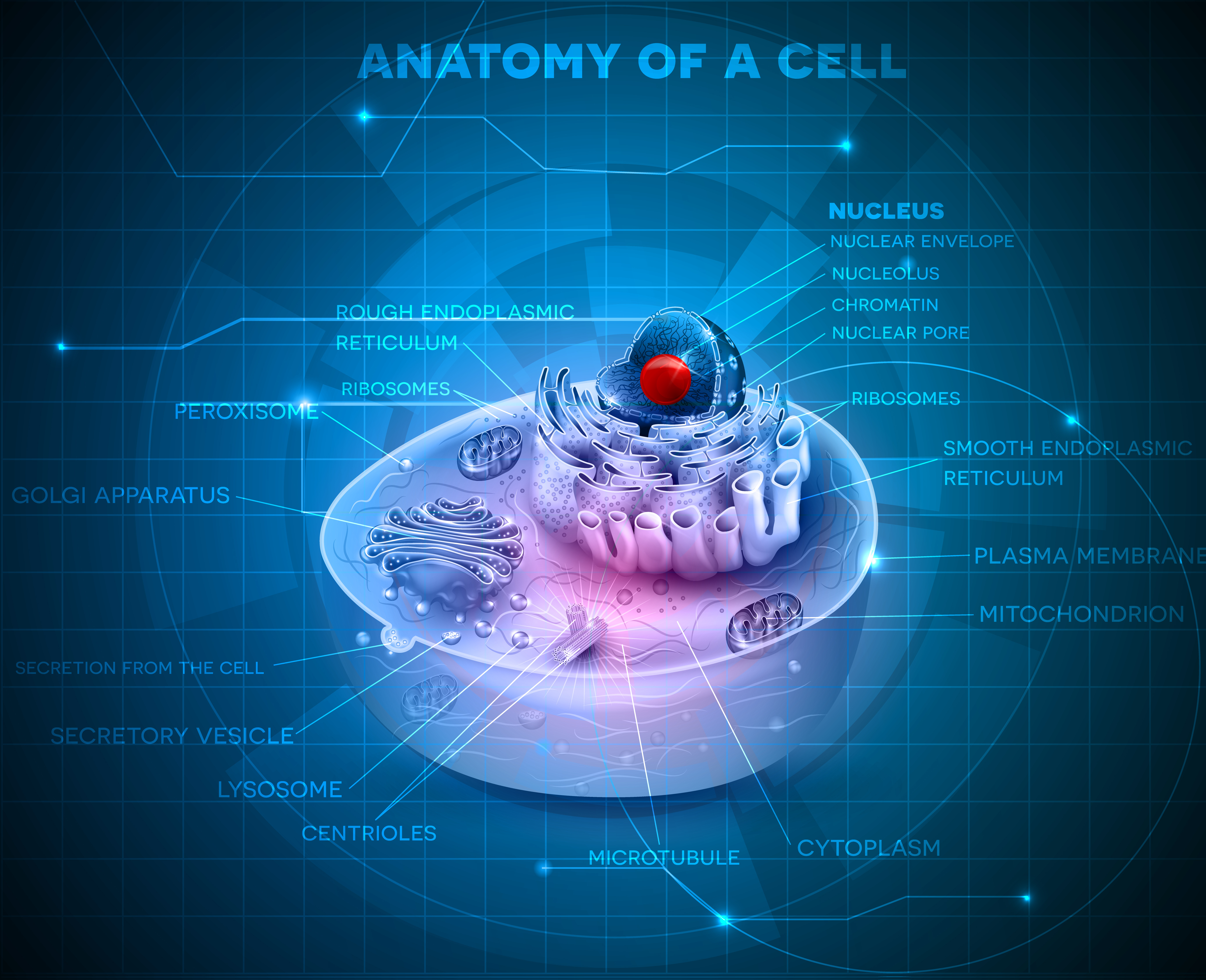 Quantifying Mitochondria Function with Organic Acids Testing