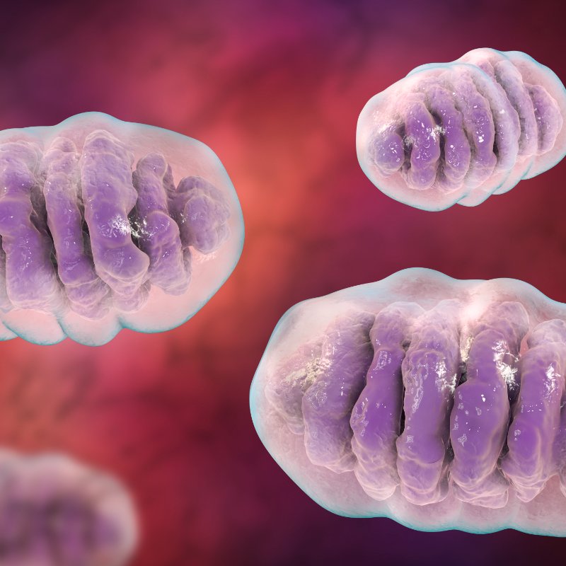 Mitochondria - Organic Acids