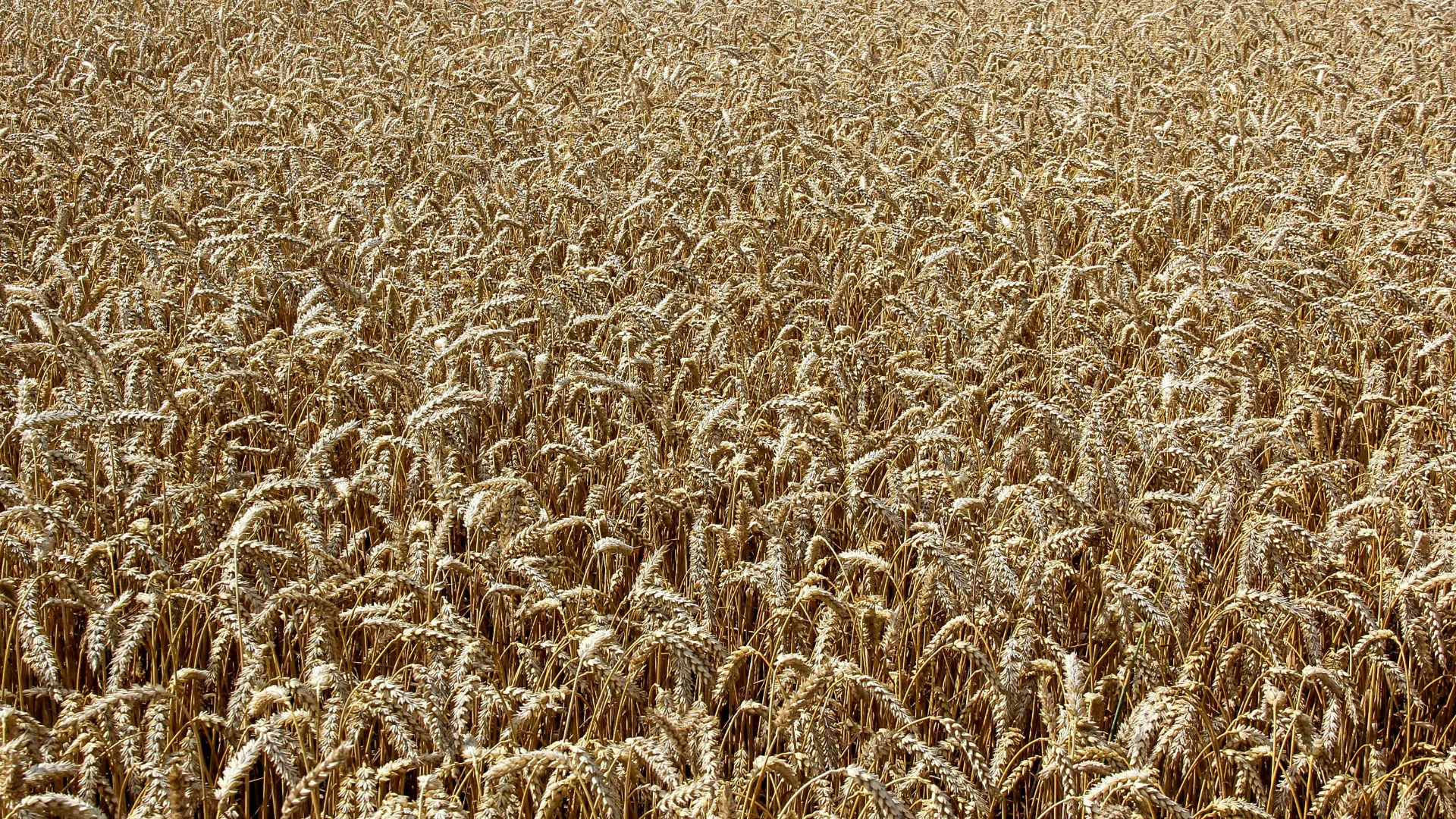 Field of Wheat