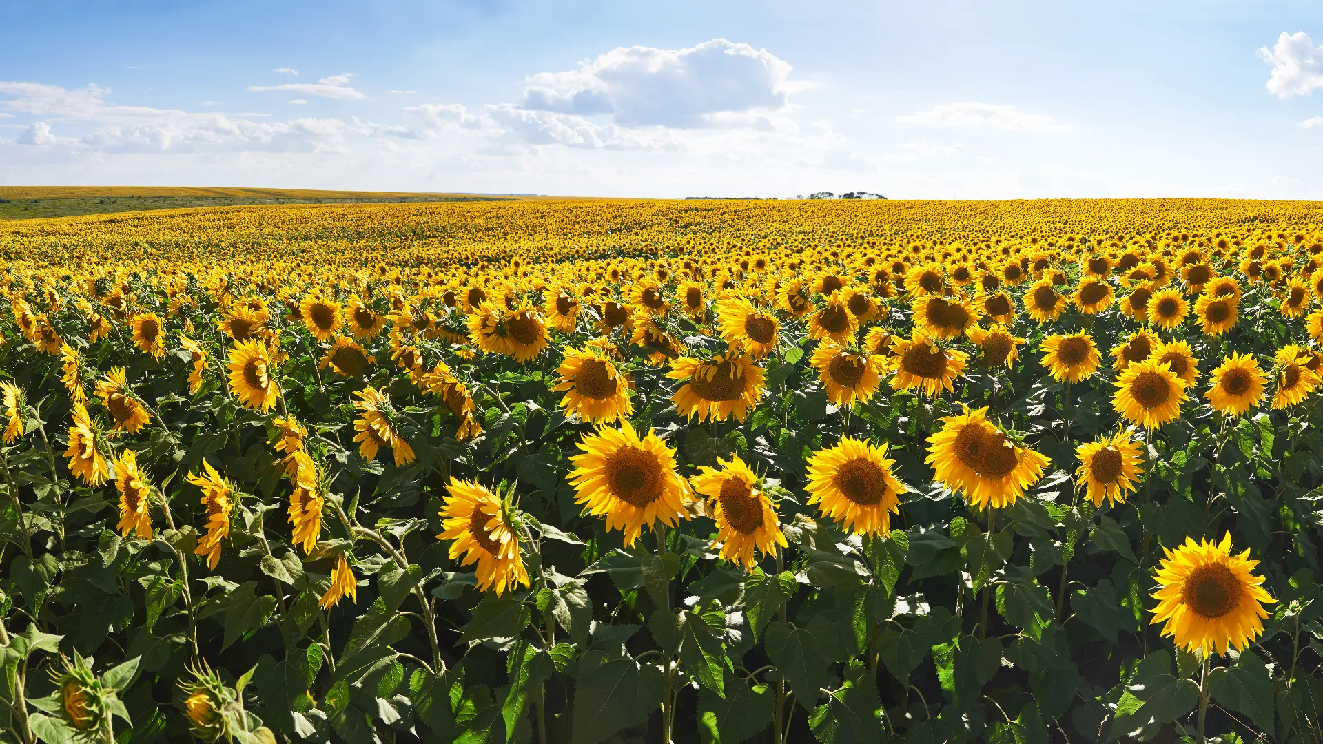 Sun Flower Field