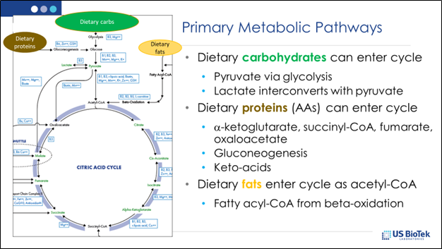 Primary Metabolic Pathways Diagram